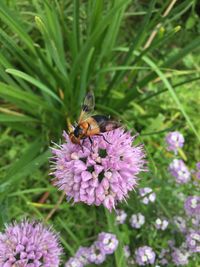 Close-up of bee on flower