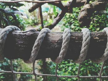 Close-up of rope against trees