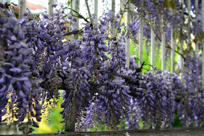 Close-up of purple flowering plants