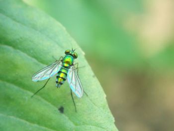 Close-up of damselfly on leaf