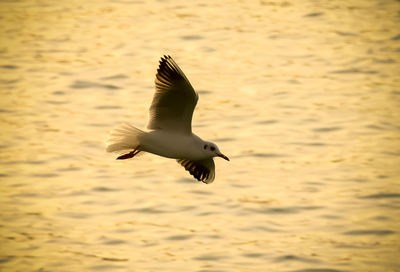Seagull flying over water