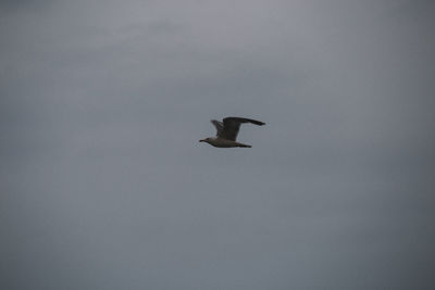 Low angle view of bird flying against clear sky