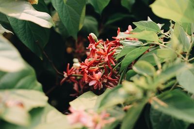 Close-up of red flowering plant