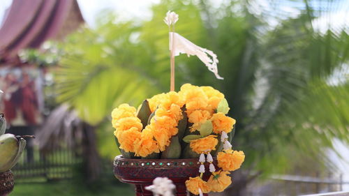 Close-up of yellow flowering plant