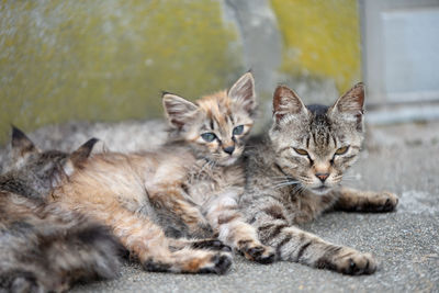 Portrait of cats resting