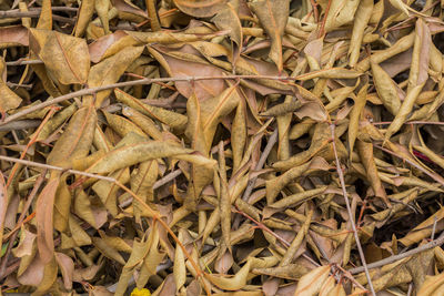 Full frame shot of dried leaves