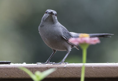 Close-up of bird perching on railing