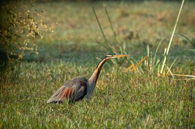 Bird on a field