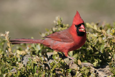 Close-up of a bird