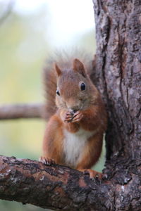 Squirrel on tree trunk