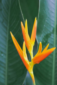 Close-up of orange flower