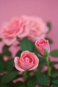 Close-up of pink rose blooming outdoors