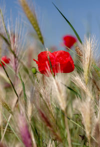 Close-up of red flowering plant on field