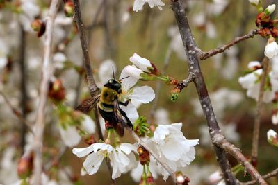 Close-up of bee on white flowers