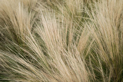 Close-up of grass growing in field