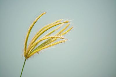 Close-up of plant against blue background