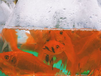 Close-up of fish swimming in sea