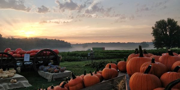 Panoramic shot of pumpkins on field against sky during sunset