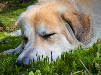 Close-up of dog resting on field