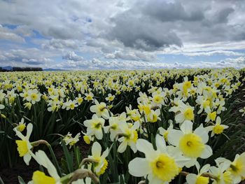 Close-up of flowers growing in field against cloudy sky