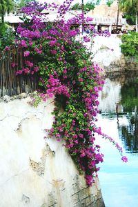 Pink flowers on plant by water