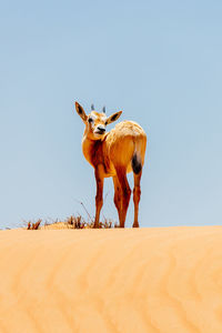 Horse standing in desert against clear sky