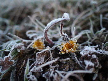 Close-up of snow on plant