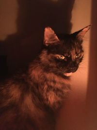 Portrait of cat sitting