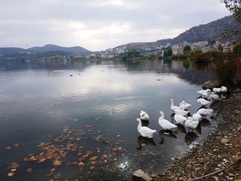 Panoramic lake view with ducks