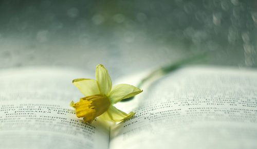 Close-up of yellow flower on book