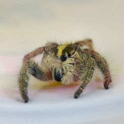 Close-up of spider