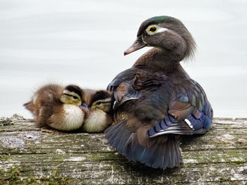 Wood duck mother and ducklings - lost lagoon, stanley park, vancouver 