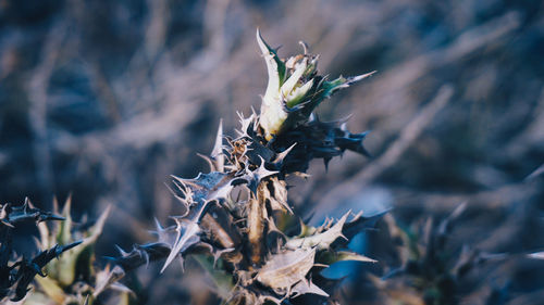 Close-up of wilted plant