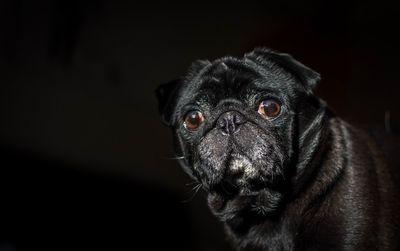 Close-up portrait of pug