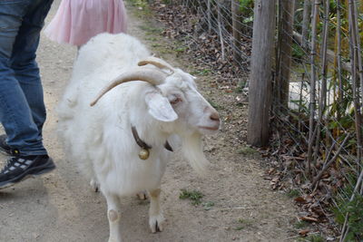 Full length of goat standing on land