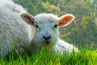 Close-up of a three week old lamb on field in spring sunshine