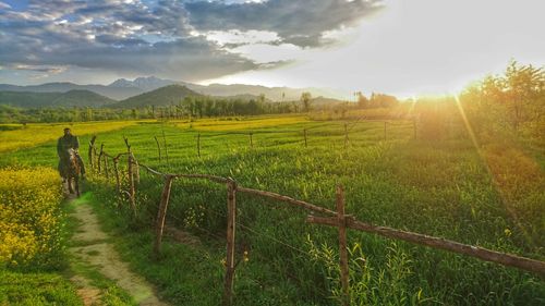 Scenic view of agricultural field against sky