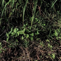 Plants growing on field