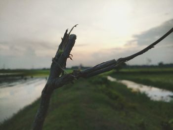 Close-up of lizard against sky