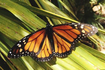 Close-up of butterfly on leaf