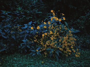 High angle view of yellow flowering plant on field