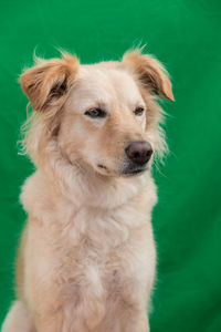 Close-up of dog looking away