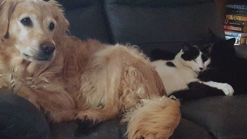 Portrait of dog relaxing on sofa at home