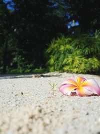 Close-up of insect on sand at beach