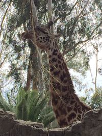 Low angle view of giraffe against tree