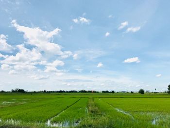 Scenic view of agricultural field against sky