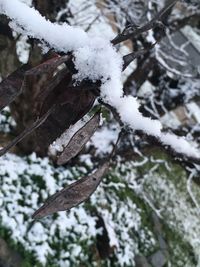 Close-up of frozen tree