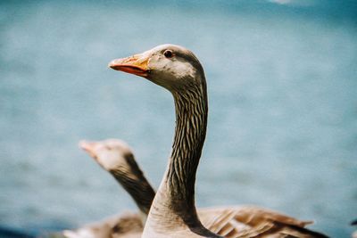 Close-up of a bird