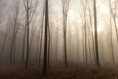 Trees in forest