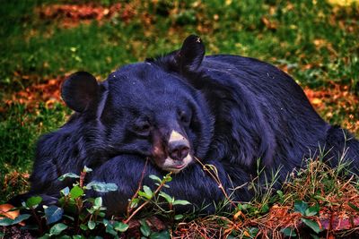 Black dog lying on land